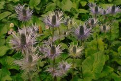 2013-08-18_Regina-F-Rau_Schachen_Blumen  (190).JPG